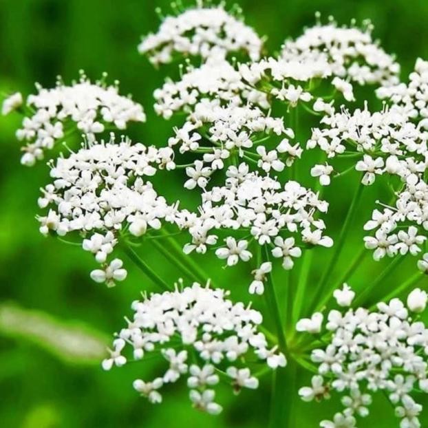 Biji Benih Bibit Herbal Bunga Anise / Adas Manis Aromatik