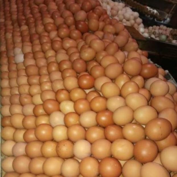 

Telur Ayam Negri Lokal Segar Grade A Per KG aSt