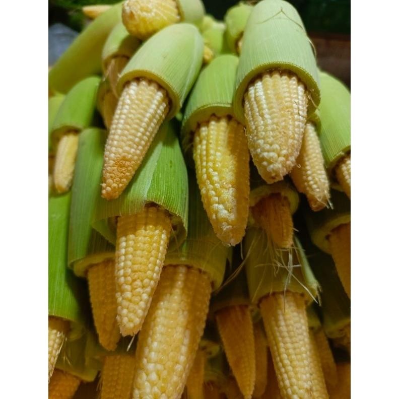 

sayur putren / jagung acar 1 kg aSt