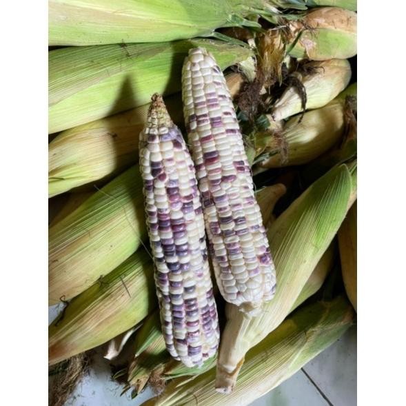 

JAGUNG KETAN PUTIH UNGU aSt