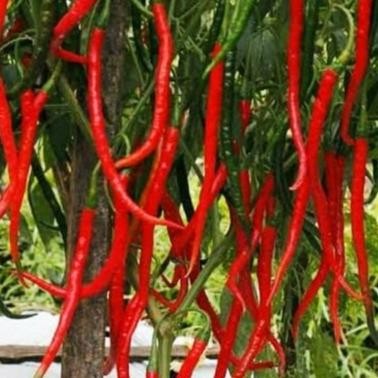 Benih Bibit Cabe Keriting Merah Panjang Cabai Pedas Isi 50 Biji