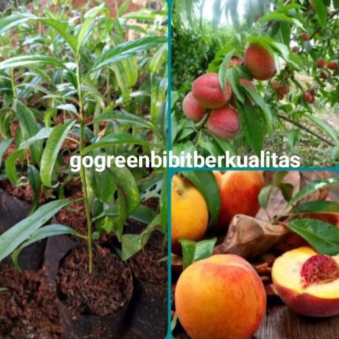 Bibit Buah Persik/white holland peach PREMIUM