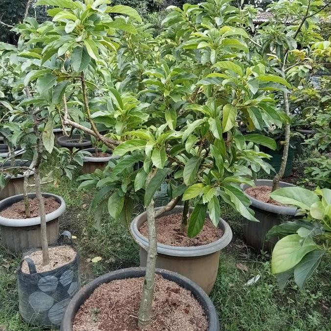 Bibit Pohon Alpukat Miki Siap Buah/Pohon Alpukat miki PREMIUM