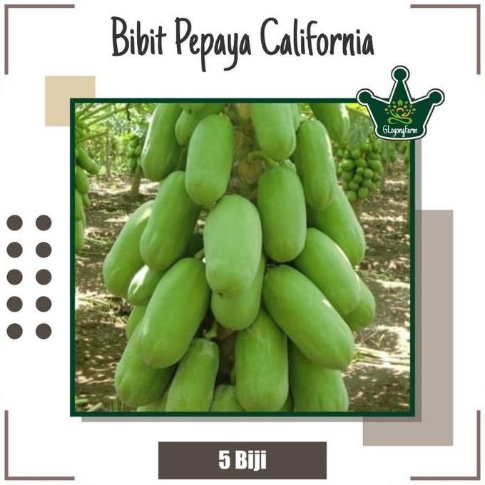 Pepaya California F1 Hibrida - Bibit Buah PREMIUM