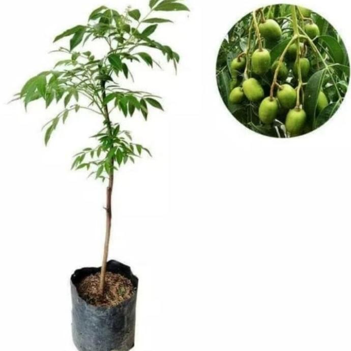 Bibit Pohon Buah Kedongdong - Tanaman Buah Pohon Kedongdong Mini PREMIUM