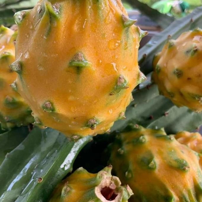 PREMIUM Bibit buah naga kuning palora ekuador fresh stek