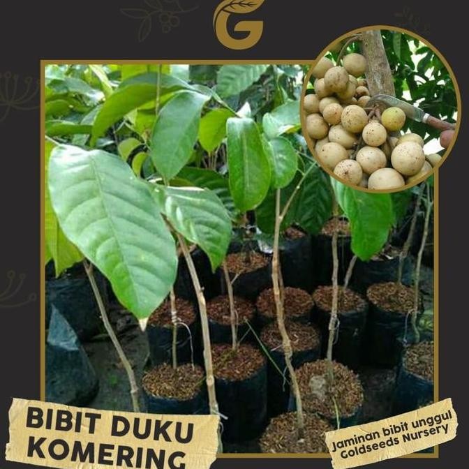 Bibit Tanaman Buah - Duku Komering Okulasi 30-35cm PREMIUM