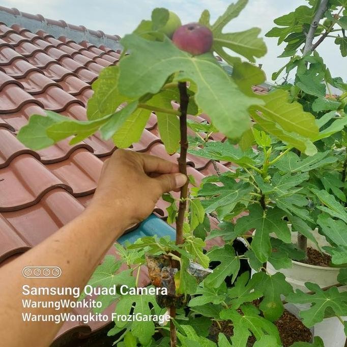 Bibit Buah Tin Jumbo Fresh Cangkok Cocok Di Tanam Dalam Pot PREMIUM