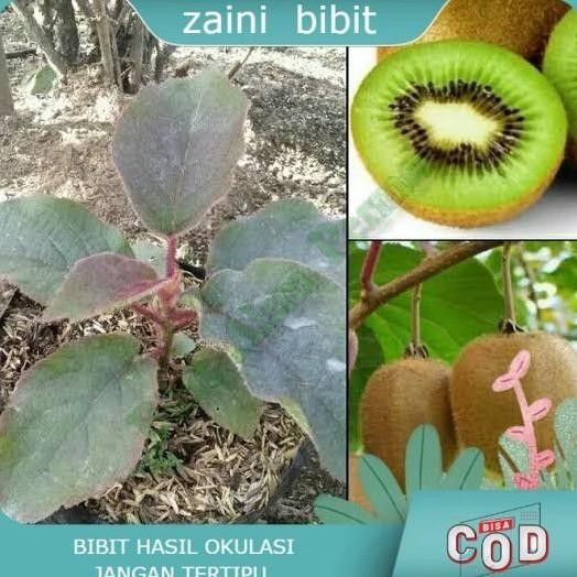 Bibit Tanaman buah buah kiwi Okulasi PREMIUM