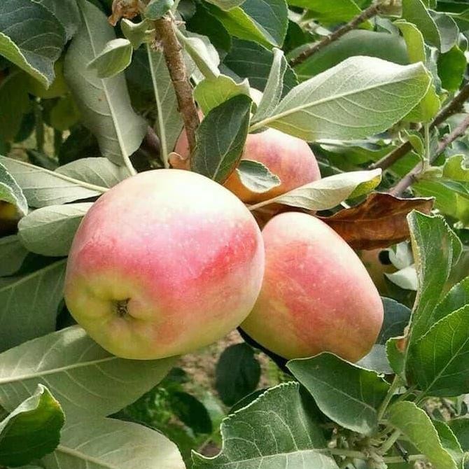 PREMIUM Bibit Tanaman Buah Apel Anna Berbunga at Berbuah