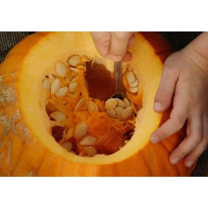 PREMIUM Bibit / / Biji Buah Labu Parang Isi 20 Biji