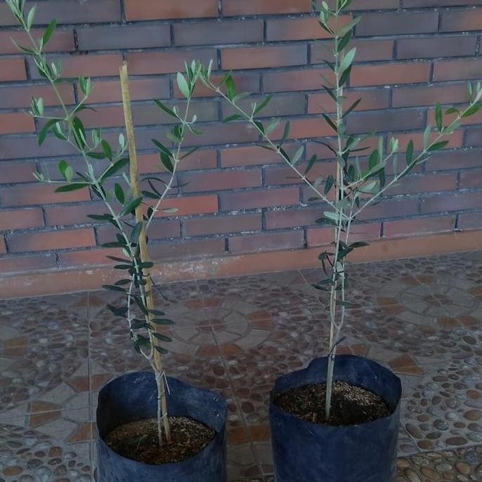 PREMIUM Bibit Tanaman Buah Zaitun 70cm-Pohon Zaitun 70Cm Asli-Pohon Buah Arab