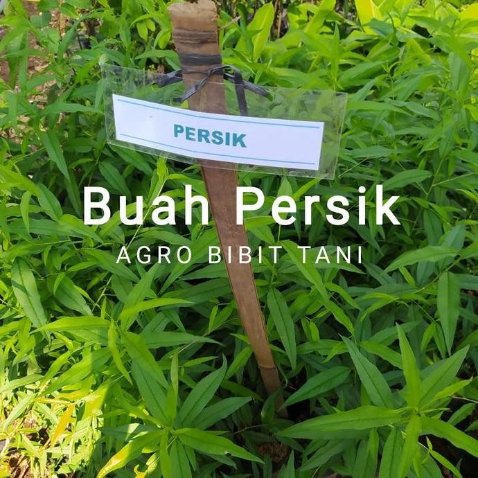 Bibit Tanaman Buah Persik Asli-Bibit Pohon Buah Persik PREMIUM