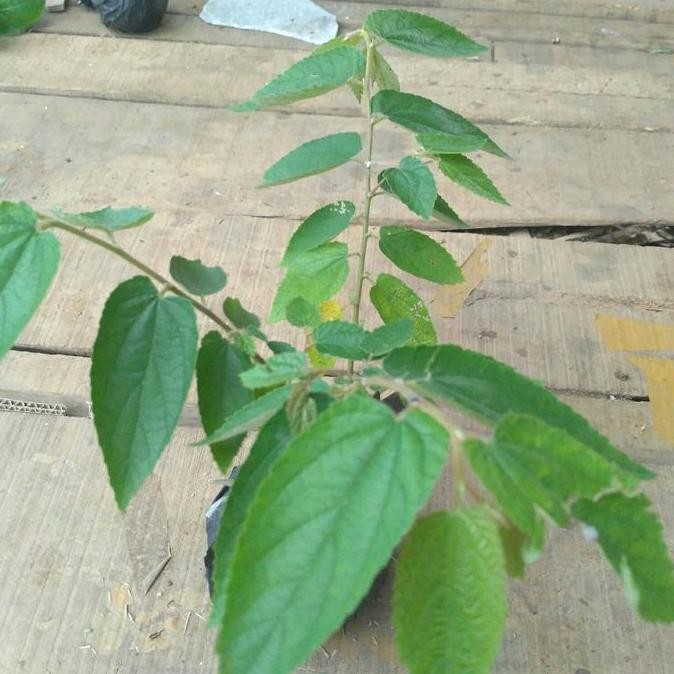 PREMIUM Bibit Pohon Ceri Kersen Tanaman Ceri Talok Buah Ceri Seri