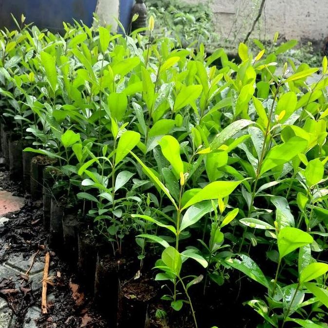 PREMIUM Bibit Pohon Buah Jamblang - Tanaman Jamblang Hitam - Pohon Duwet