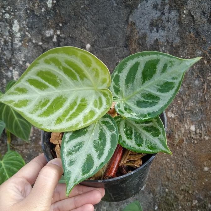 kuping gajah dorayaki mangkok