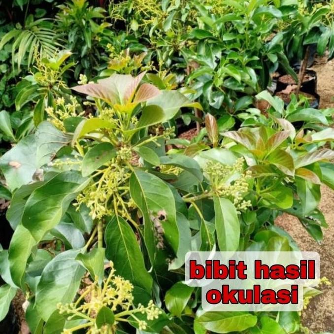 PREMIUM Bibit tanaman pohon buah apokat alpukat alator super jumbo