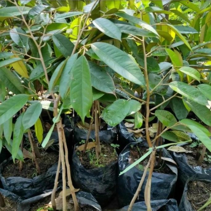 Bibit Tanaman buah Durian Monthong Kaki 3 - Hasil Okulasi Unggul PREMIUM