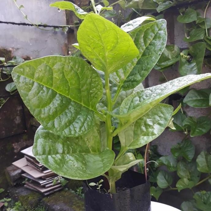 PREMIUM bibit buah angkung