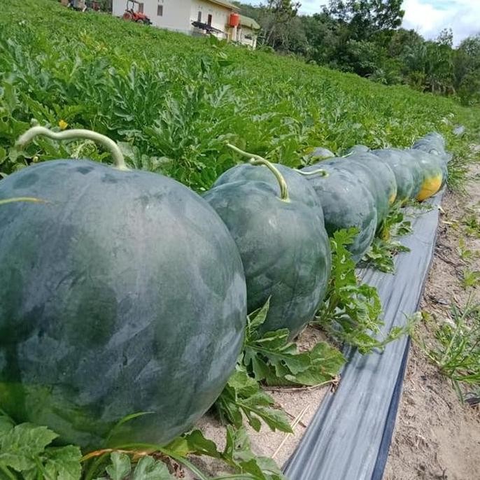 PREMIUM  2 Bibit Buah Semangka Non Biji Merah F1 Hibrida