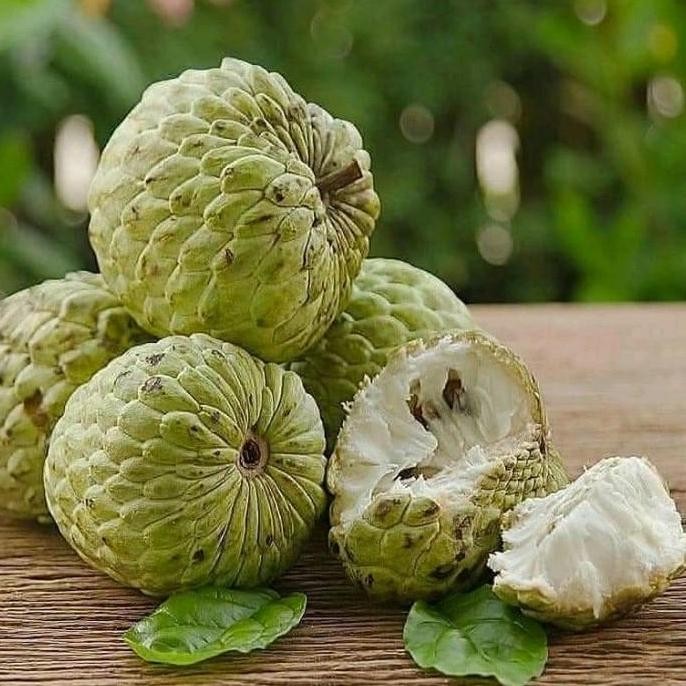 PREMIUM BIBIT TANAMAN BUAH SRIKAYA LOKAL TGBU14