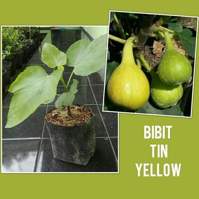 PREMIUM Bibit Tanaman Buah Tin Yellow-Bibit Buah Tin Kuning