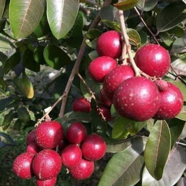 PREMIUM Bibit Tanaman Kelengkeng Merah/pohon lengkeng merah/buah lengkeng