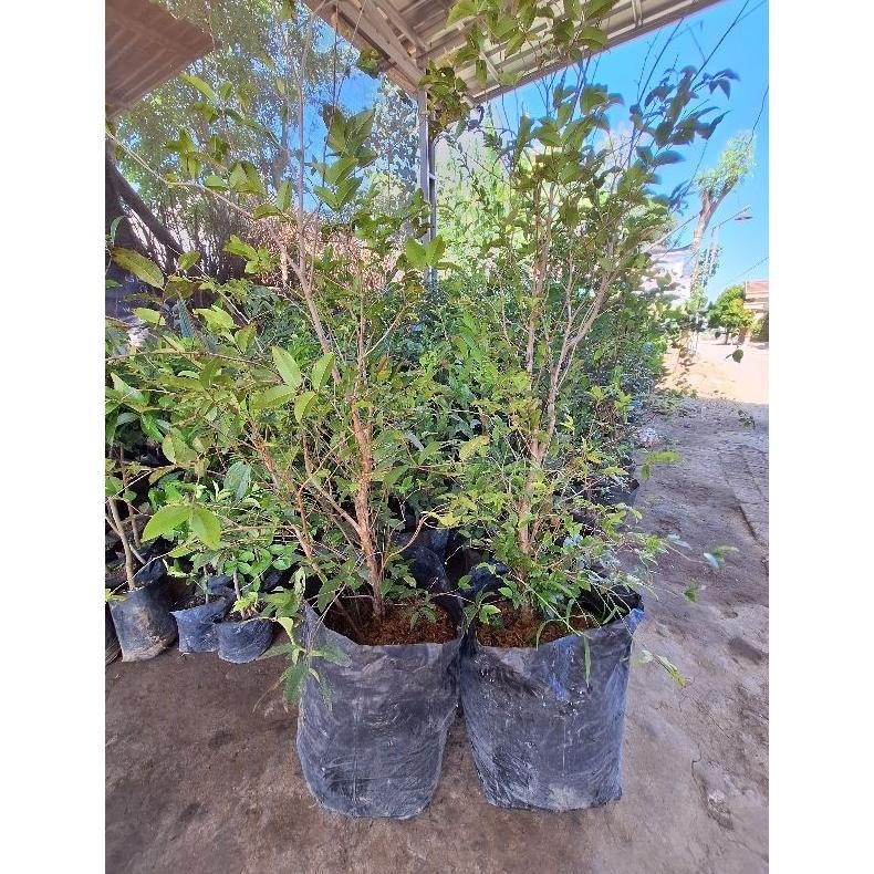 Bibit Anggur Pohon Preco // Anggur Brazil Indukan Sudah Berbuah/Berbunga Full Media MURAH