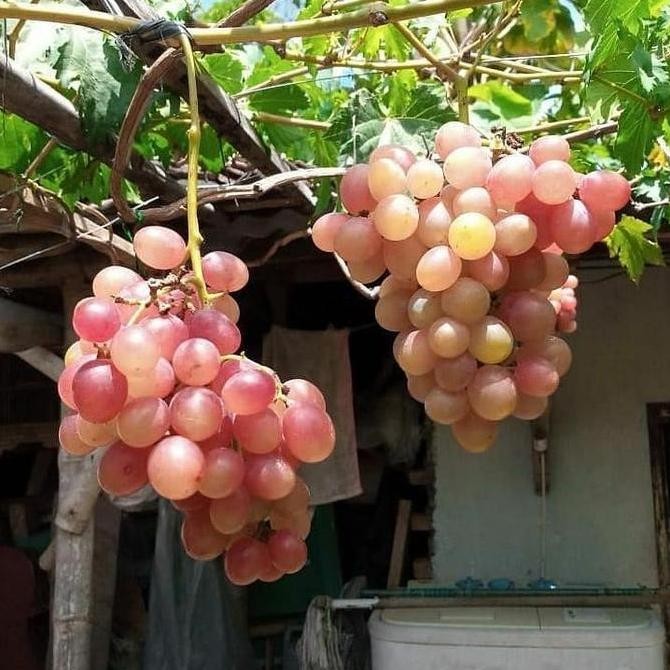 PREMIUM Bibit Anggur Ninel Bibit Tanaman Buah Anggur Import Ninel Grafting