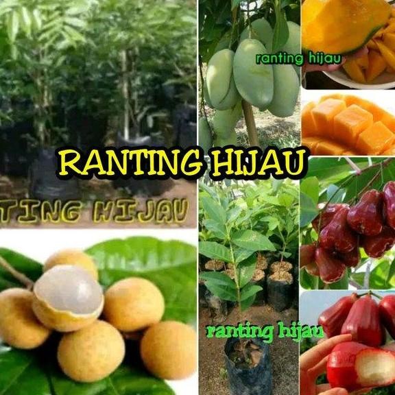 paket 3 jenis bibit buah kelengkeng aroma durian jambu madu merah PREMIUM