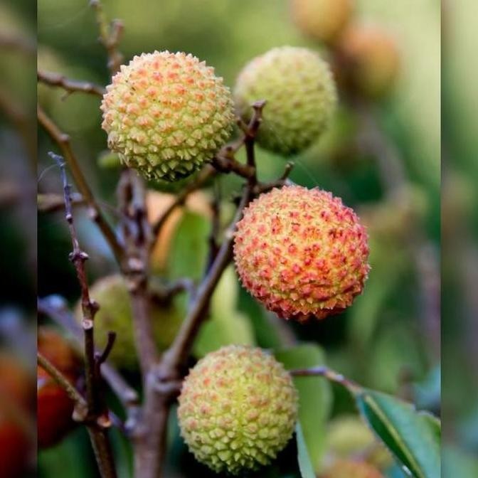 PREMIUM TANAMAN BUAH Bibit Buah Leci Hij / Leci Madu Hasil Cangkok, Siap