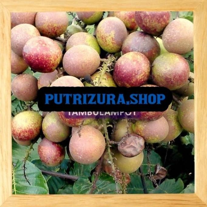 PREMIUM Bibit Tanaman Buah Matoa Okulasi Stek Cangkok