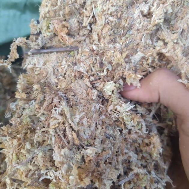 Sphagnum Moss - Spagnum Moss - Spaghnum Moss - Lumut Putih - Media Tanam MURAH