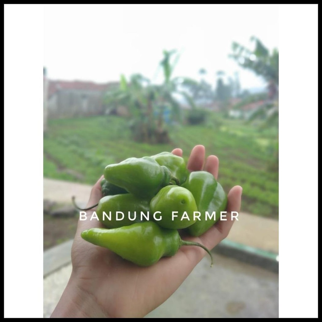 

CABE GENDOT / BENDOT 50 GRAM FRESH ORI