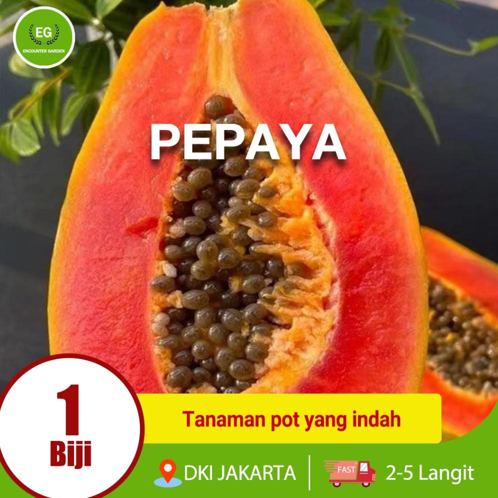 50 biji BIBIT PEPAYA CALIFORNIA SUPER Buah dan Manis / Bibit Pepaya California aSt