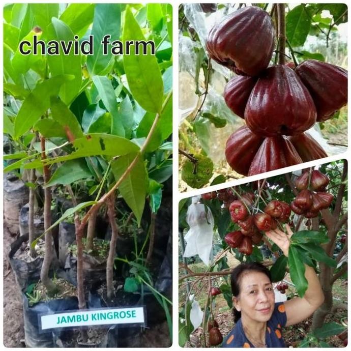 bibit jambu kingrose MMMM VALID