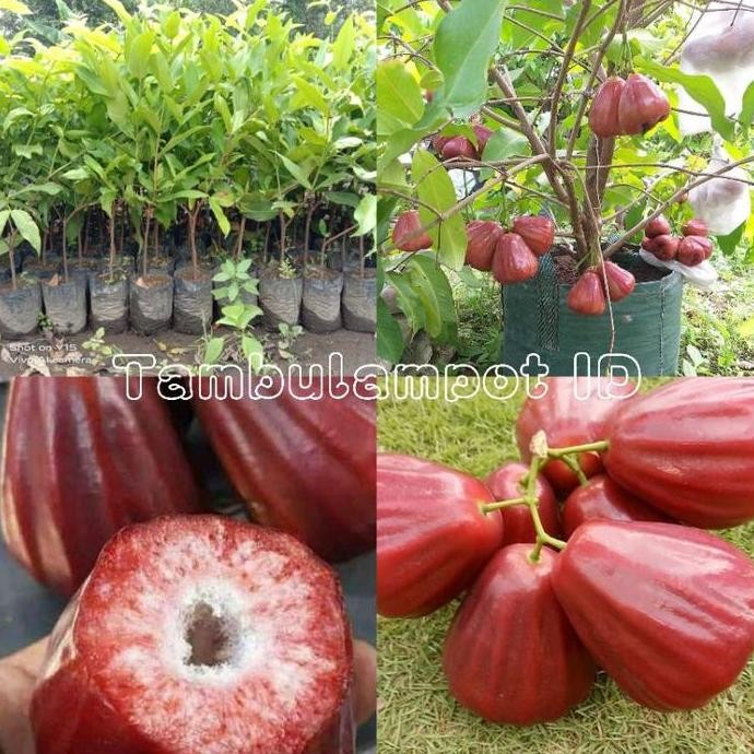 Bibit Jambu Air Dalhari Merah - Jambu Air Merah MMMM VALID