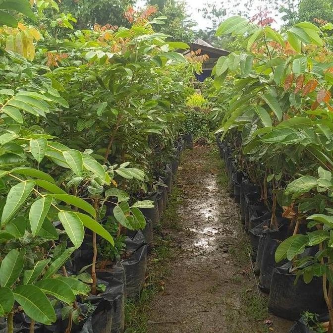 Bibit buah Kelengkeng Matalada / Bibit buah Kelengkeng Hai Matalada VALID