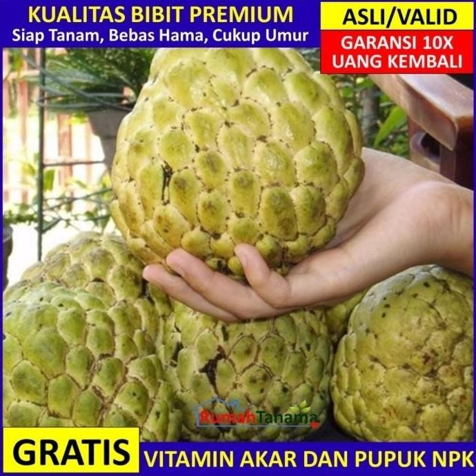 OBRAL Bibit Srikaya Jumbo Asli Bergaransi, Pohon Buah Cangkok ATZX