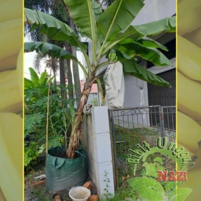 BIBIT PISANG CAVENDISH UNGGUL BISA TABULAMPOT ATV