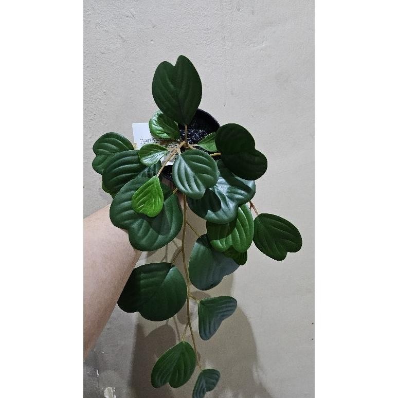 Fejka Tanaman Tiruan Dalam Pot Dalam/Luar Ruang Digantung/Peperomia Uk 9 Cm, Tanaman Hias, Tanaman A