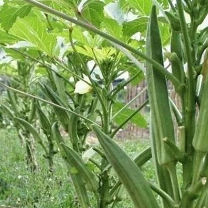 bibit pohon buah okra hij BISA COD