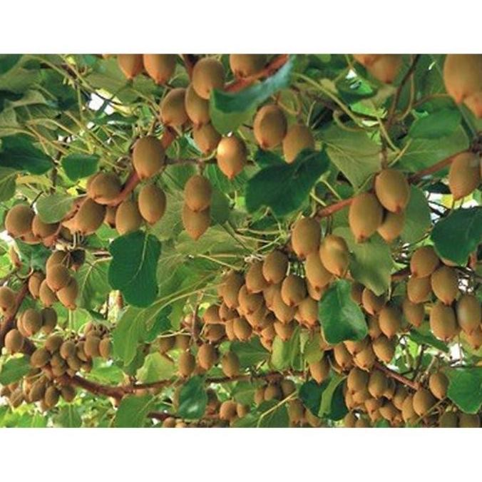 POHON Discon Bibit Biji Buah Kiwi Biji Tanaman Pohon Buah Kiwi BISA COD