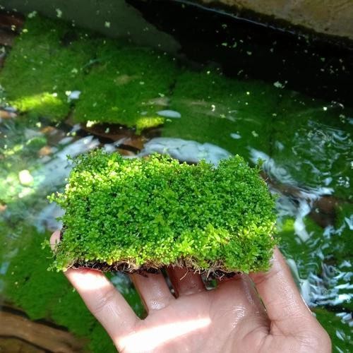 RA Cuba Karpet Lempeng Pakis / Tanaman Aquascape Aquarium