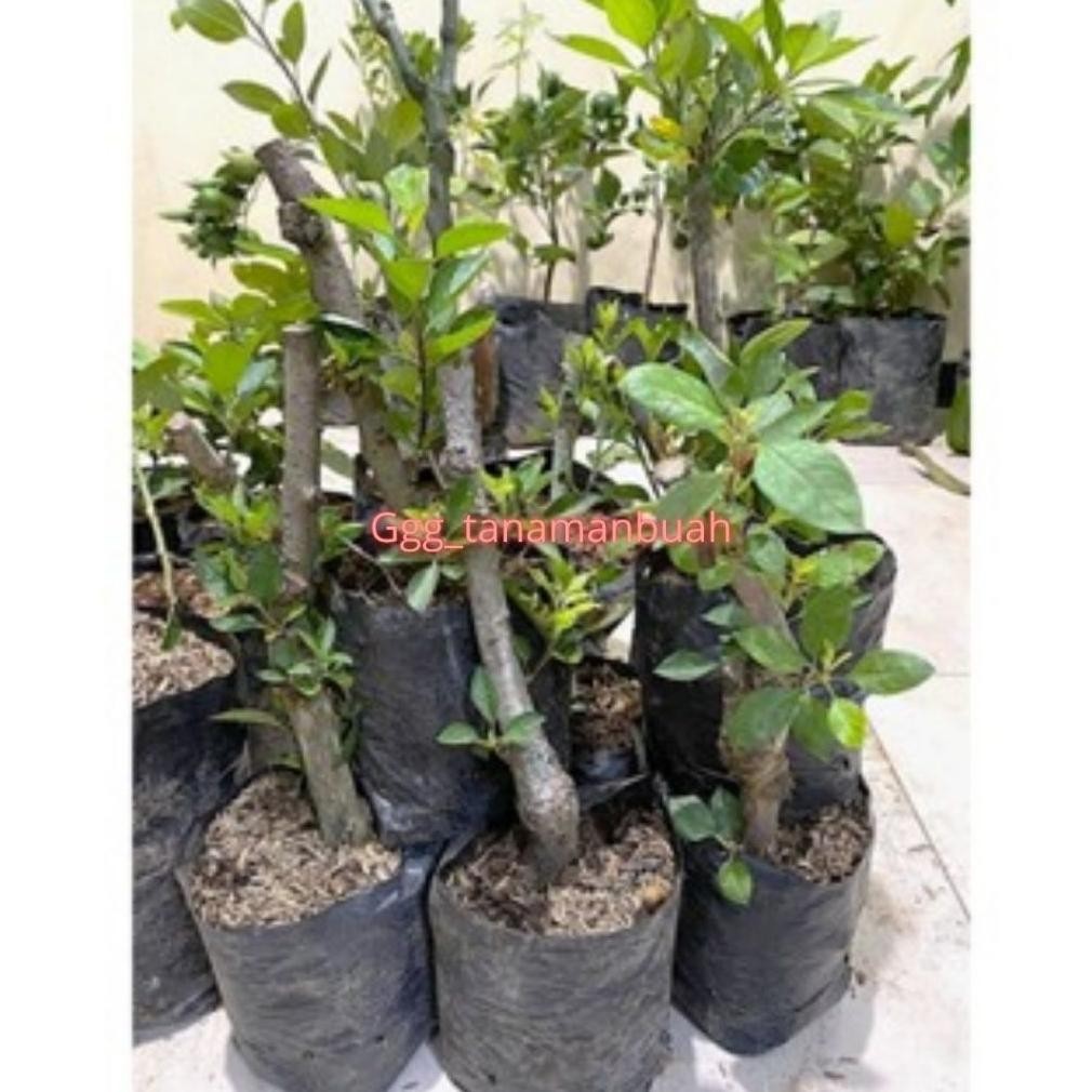Bibit Apel Fuji Merah Batang Besar Super LIVE