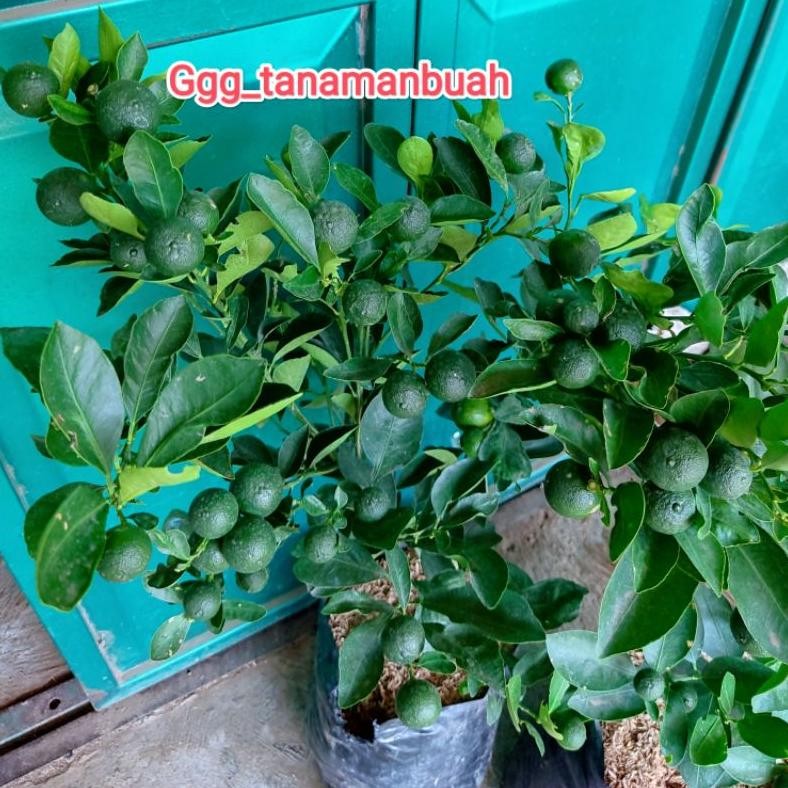 Bibit Jeruk Santang Madu Berbuah Besar Super