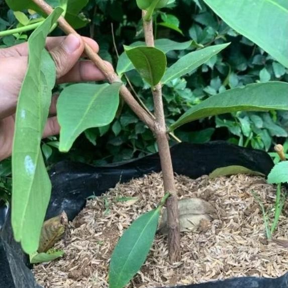 Bibit Pohon Jambu Air Citra cangkok cepat berbuah