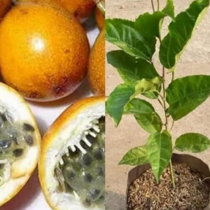 POHON Tanaman buah markisa,bibit tanaman markisa,pohon markisa DDDD TERLARIS