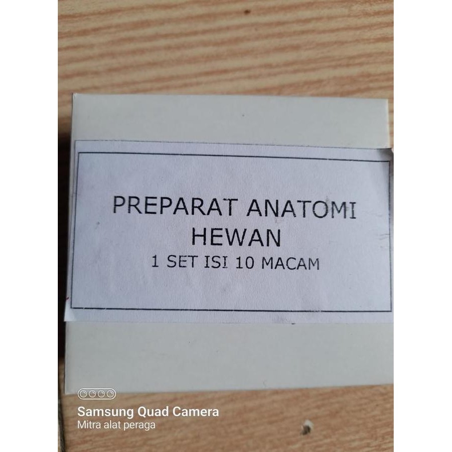 Preparat Anatomi Hewan