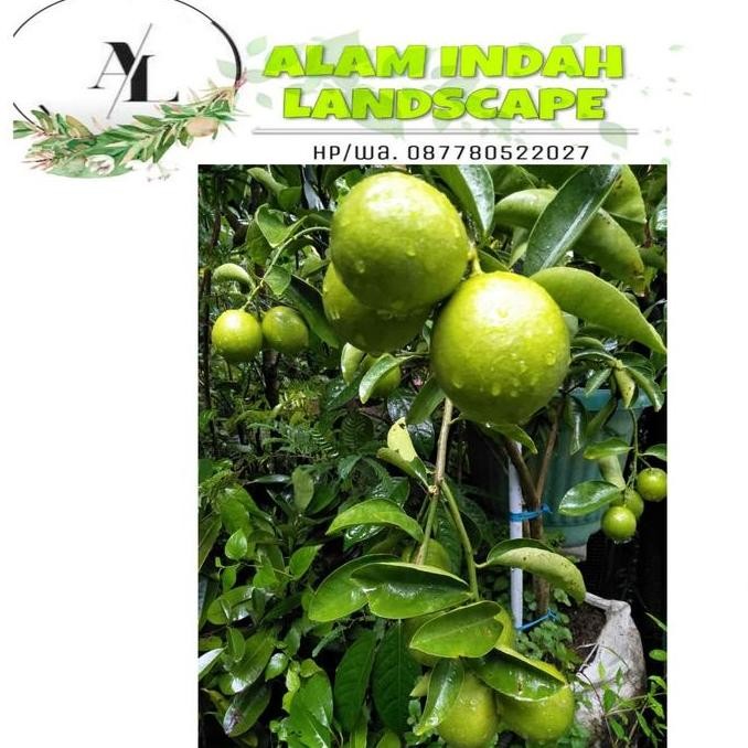 

BEBAS ONGKIR - tanaman jeruk nipis besar/sudah berbuah